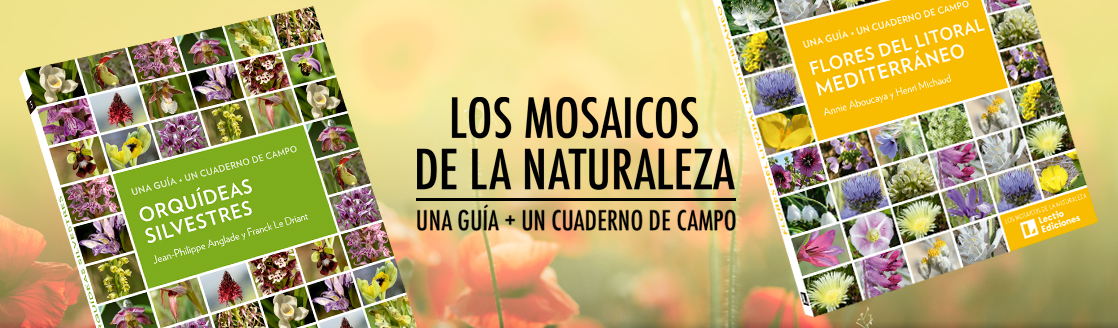 mosaicos