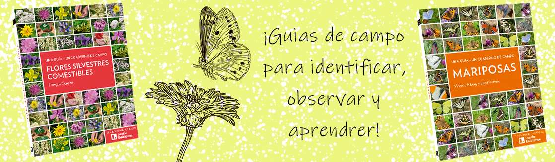 flores mariposas